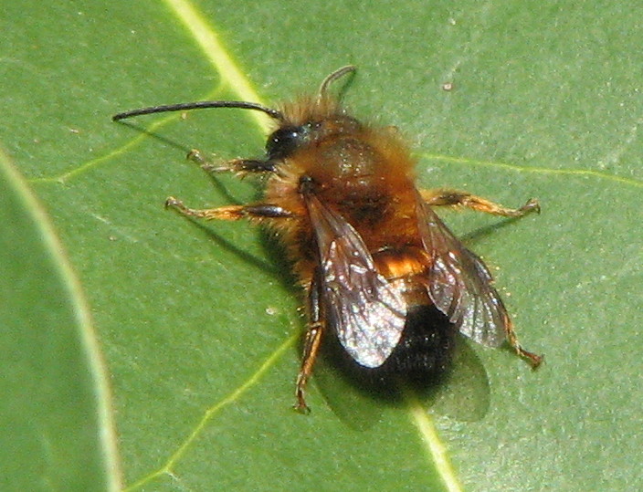 Probabile Osmia sp.